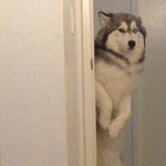 [방탄소년단] 준아