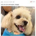 아 강아지는 다 예쁘다고 ㅡㅡ