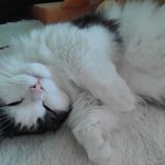 [고양이] <b>오랫만</b>에 울 호두 자랑