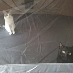 [고양이] 사람들이 <b>의외</b>로 모르는 고양이의 사실 10가지 2