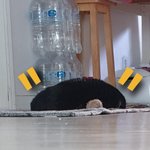 [고양이] 겨울낮잠이 그렇게 맛나요~^^ 꿀 잠주무시는 으르신~...