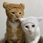 [댓글부탁해] 얘들아 내신 계산하는거ㅠㅠ ㅈㅂ