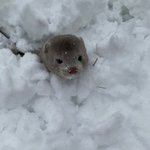 민증 사진 옷 <b>연보라</b>vs노랑