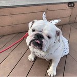 [강아지] 24키로의 연약한 사랑스런 그녀 박찹쌀.