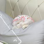 아 이 강아지 진짜 <b>양심</b>없이 누워있내