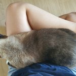 [드루와] 우리집고양이 조카 귀여움