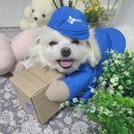 명예 택배기사된 10살 댕댕이 경태