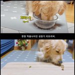 [강아지] <b>간식</b> 챌린지 해봤어요!