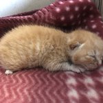 [고양이] 공장 냥이들 03