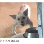 우리집 강아지만 팔 이래?