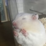 [ㅈㄱㄴ] 아빠가 <b>탈출</b>한 햄스터 구하느라 물렸는데