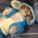 근데 좀<b>비글</b> 있잖아