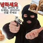 [댓글부탁해] ⭐<b>반려동물</b> 자랑대회하자!!⭐