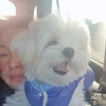 [말티즈슈가] 말티즈슈가이야기 [열]