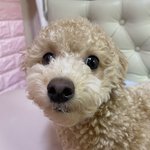 우리 강아지 개꼬질하게 콧물 흘리는 것 좀 봐 줘