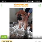 [이것좀봐줘] 매력적인 화성시 유기<b>동물</b>공고 담당자