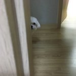 아니 우리<b>집개</b> 집착쩔어
