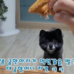 [이것좀봐줘] 치킨먹는데 곰 한마리가 <b>방해</b>하네요..