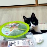 [고양이] <b>상추</b>...는 넘사벽이네요.으르신~^^