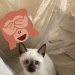 [이것좀봐줘] (사진 많음) 우리 고양이만 <b>정상</b>적인 사진 없어??