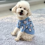 [강아지] 강아지 <b>외출</b> 전후 실체