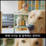 [강아지] 아기랑 짜고 견주 몰래 <b>탈주</b>를 시도하는 강아지!