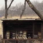현 진행상황 !!! (아지네 보호소 베스트글의 아랫쪽 <b>사연</b> ! )