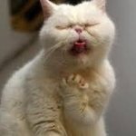 [댓글부탁해] 헐 너네 최고기 유깻잎 봤냐