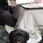 [강아지] 우리강아지 나랑 자다가