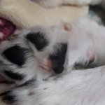 [댓글부탁해] 충전기 때문에 강아지한테 욕하는게 <b>정상</b>이야?