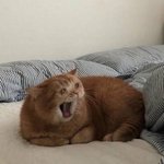 아이돌 향후 활동 대표적 총 6가지 유형