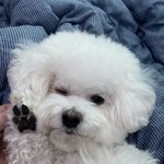 우리집 댕댕이 보고가세요~