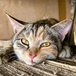 [고양이] 공장 냥이들 04