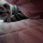 저희집 고냥이 <b>자랑</b>해용