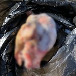 보호소에 맡겨져 머리밖에 남지않은 <b>사체</b>로 돌아온 반려견의 죽음을...