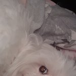 우울증 <b>해소</b>제 강아지
