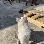 [드루와] <b>울집</b> 시골냥이 보실??