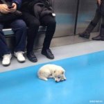 [댓글부탁해] 아이폰 <b>xs</b> / 11프로