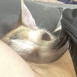 우리 강아지 너무 귀엽지 않냐