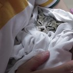 [댓글부탁해] <b>포대기</b>한 아기고양이