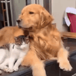 [방탄소년단] <b>이것저것</b> 살펴보면