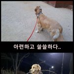 [이것좀봐줘] 스토킹 하는 강아지ㅋㅋㅋㅋㅋㅋㅋㅋㅋㅋㅋㅋㅋ