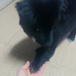 나 <b>한테</b> 손 주는 강아지