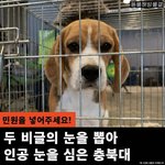 <b>충북대</b>에서 살아있는 비글 눈을 적출했어
