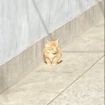 [19] 내 남친 말랑<b>카우</b>야