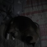 [ㅈㄱㄴ] 쉬<b>벌</b> <b>이</b> 냥아치 놈들