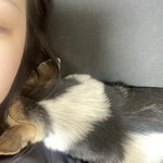 나 <b>자야</b> 되는데 강아지가 자꾸 방해함ㅠㅠㅠㅠ