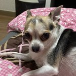 강아지가 고양이상일 수가 있나..