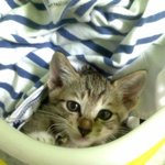 [TXT] 호박이는 정말..