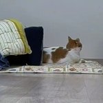 나의 동거묘 도칠이와 장난감